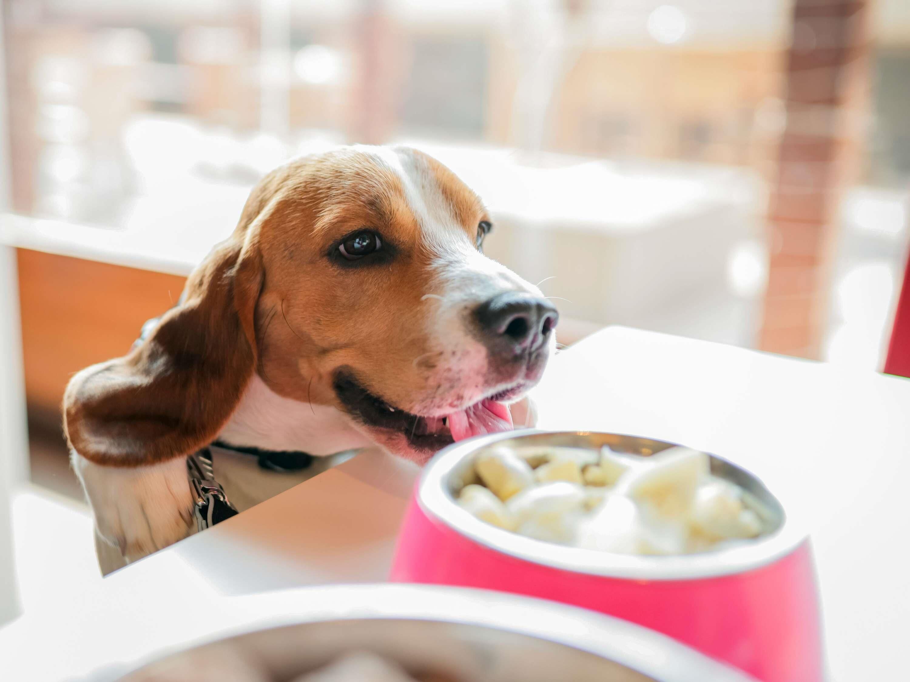 Ein Hund blickt auf eine Tischplatte mit einer rosa Schüssel.