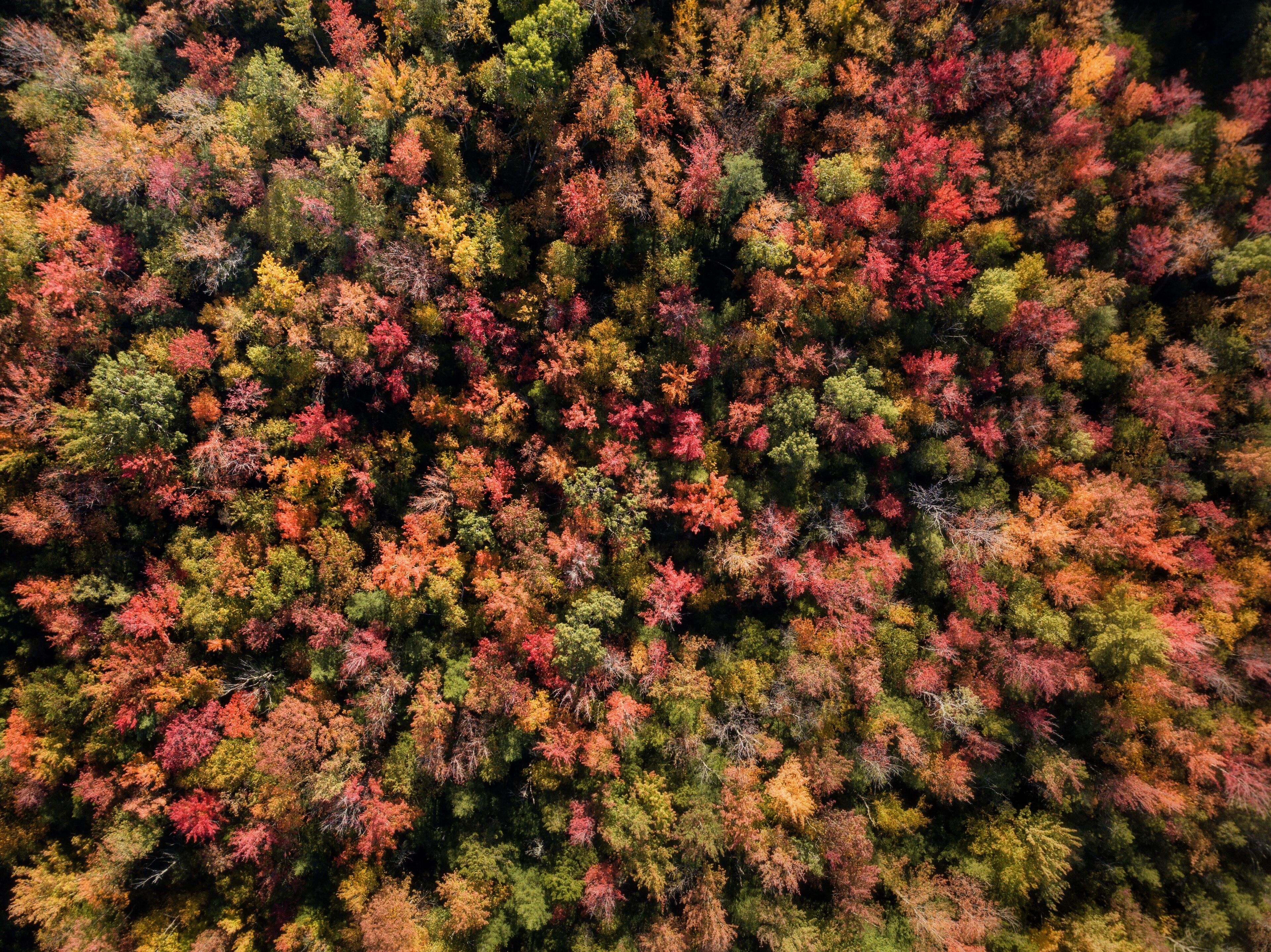 Vue aérienne d’une forêt dense où l’on peut admirer une grande variété d’arbres aux couleurs automnales.