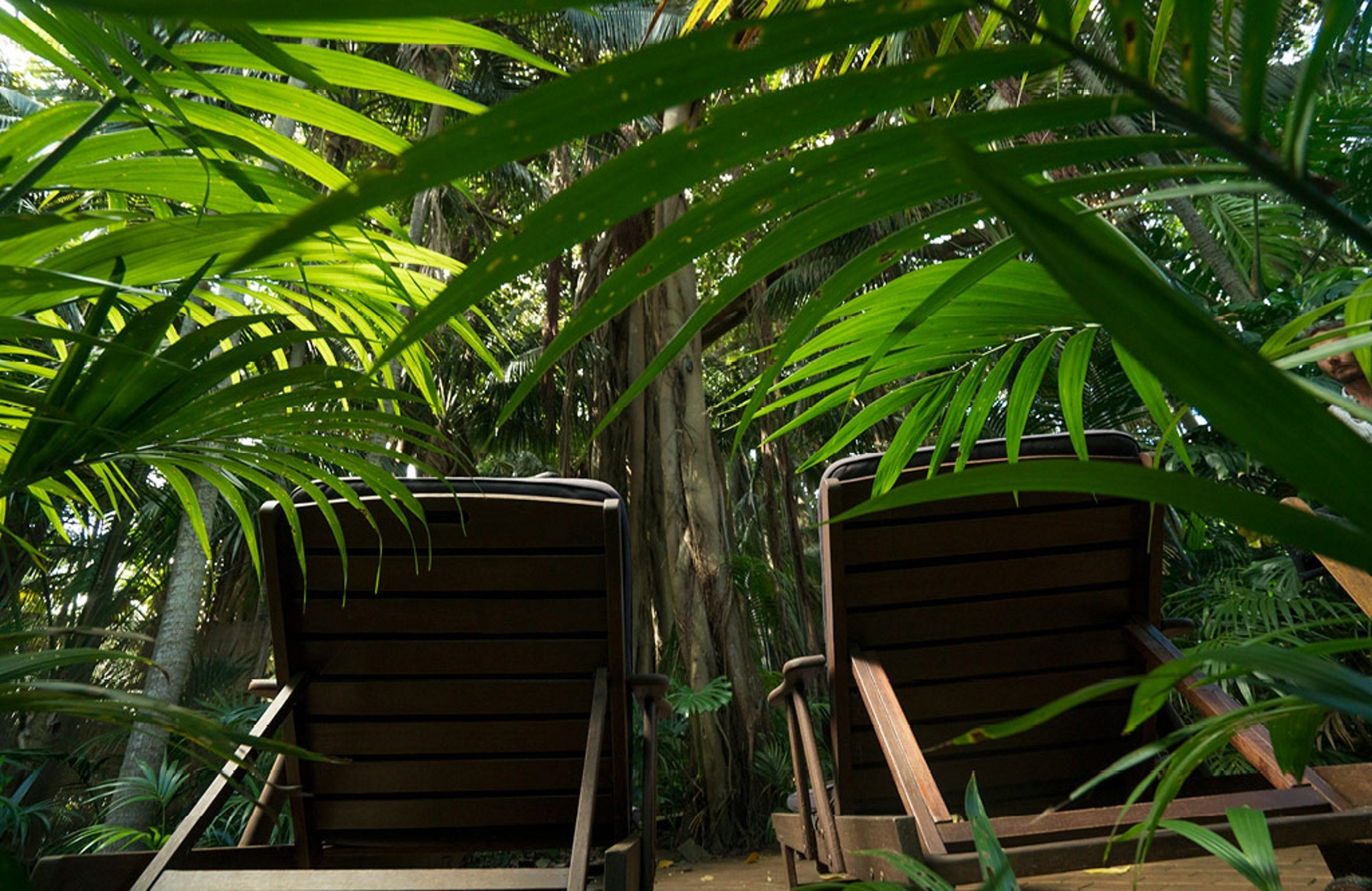 Two wooden lounge chairs in a lush, tropical setting with dense foliage.