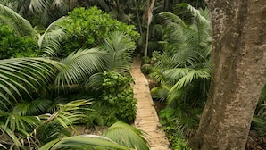 Un étroit sentier en bois, bordé d’une végétation tropicale luxuriante, mène au pied d’un grand arbre.