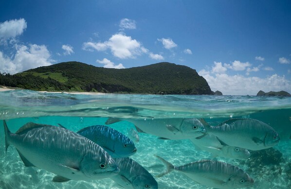 A clear view of a beach with a mountain in the background and a school of fish swimming in the water.