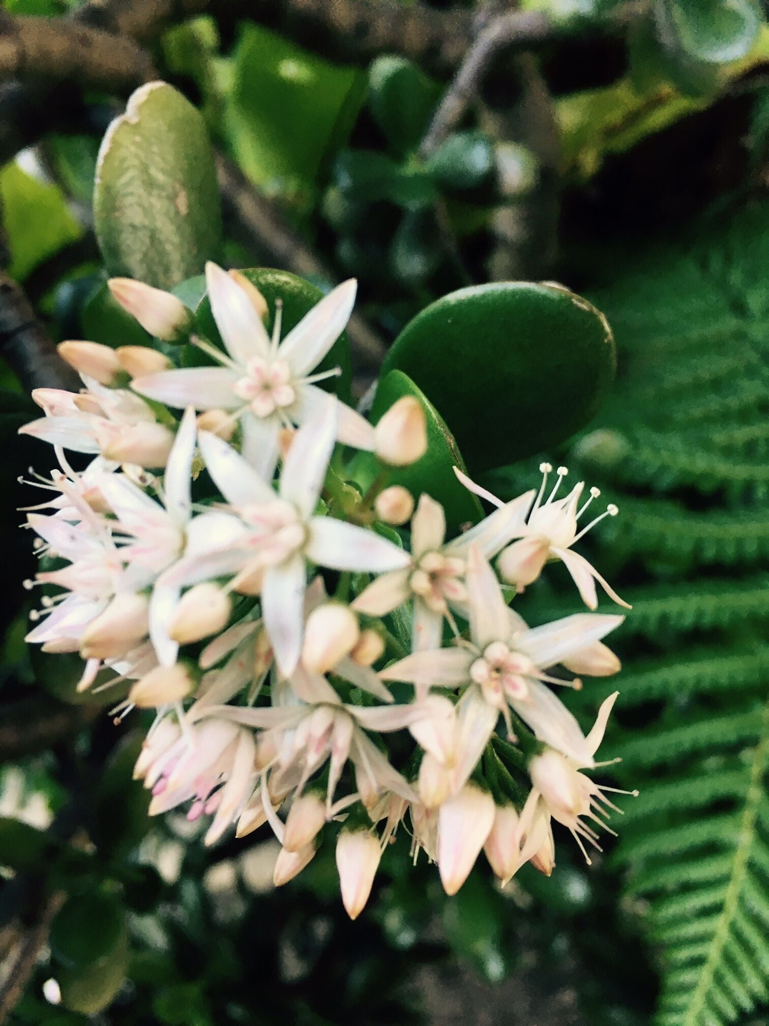 A cluster of white flowers with green leaves in the background.