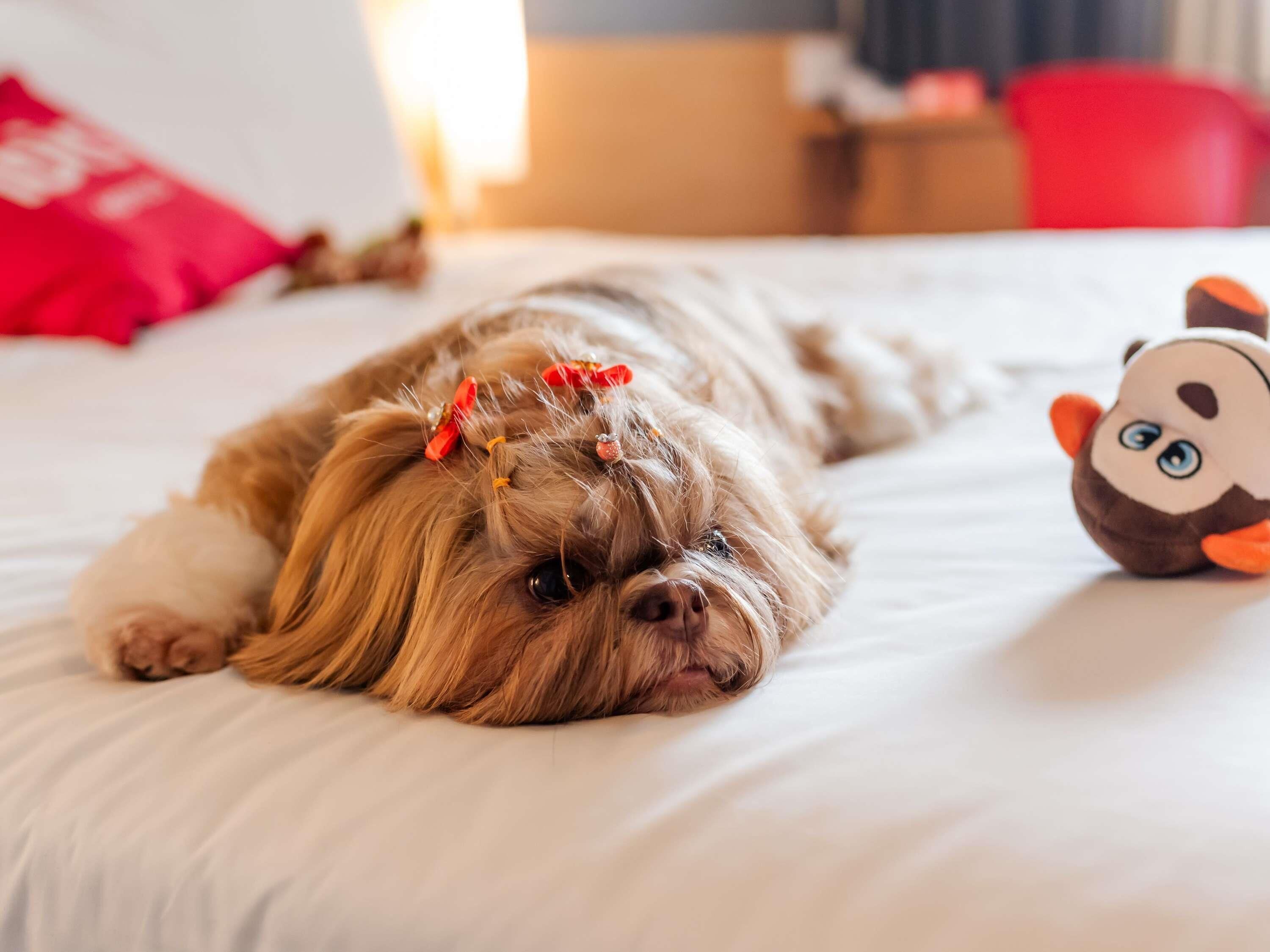 A dog lying on a bed with a plush toy.