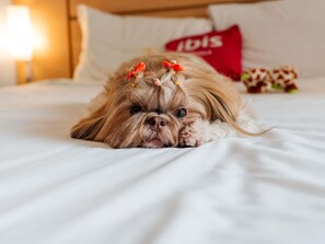 A dog lying on a bed with white bedding and a red pillow with the word "IDIS" on it. - ibis Joinville (Joinville)