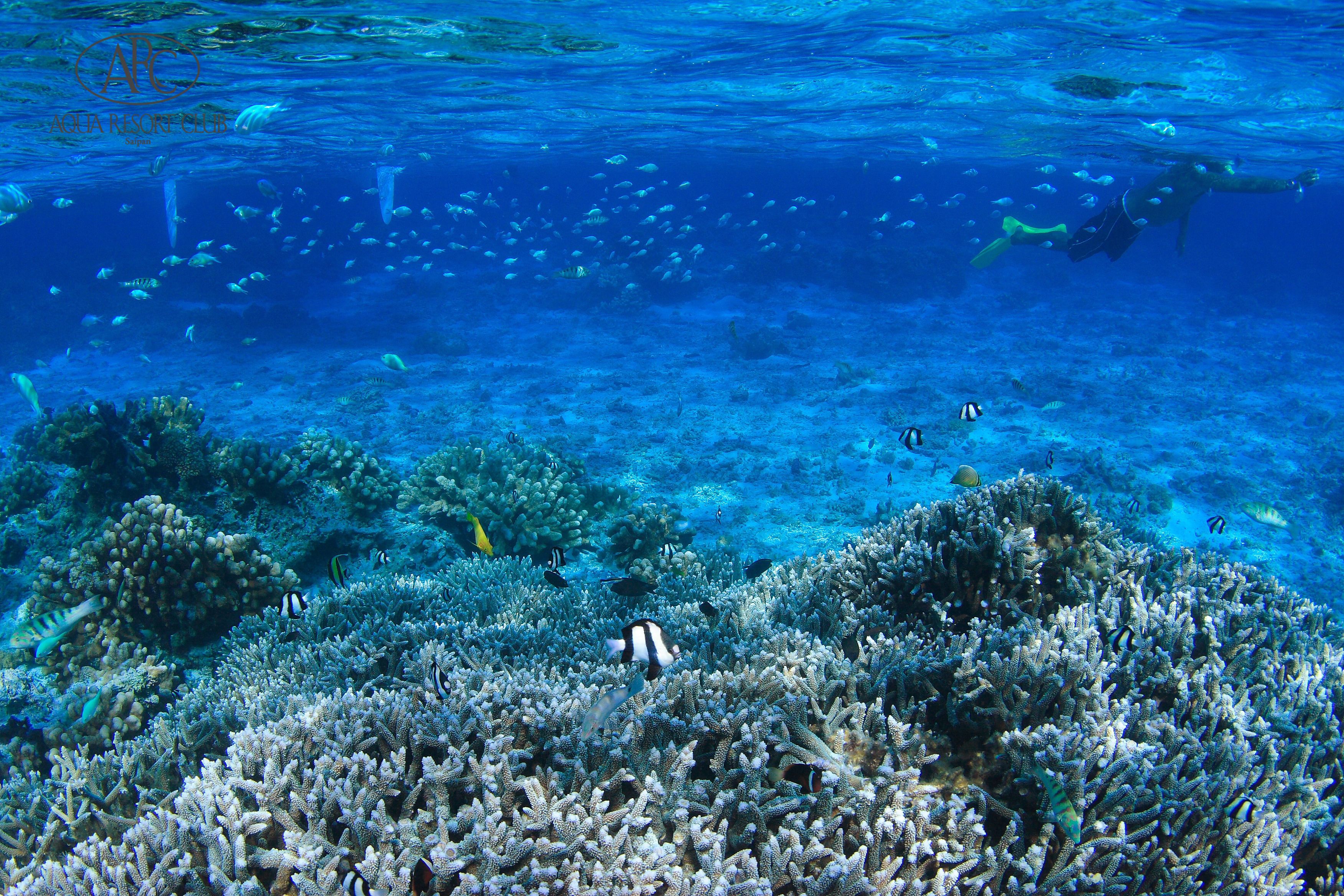 An underwater scene with coral reefs and various fish species.