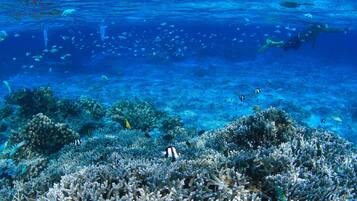 An underwater scene with coral reefs and various fish species.