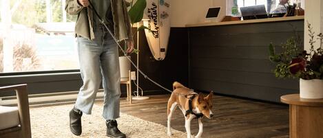 Una persona paseando un perro en el interior, con una tabla de surf y un ordenador portátil sobre una mesa al fondo.
