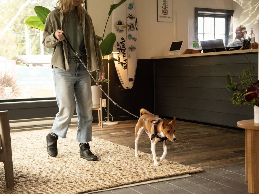 Una persona paseando un perro en el interior, con una tabla de surf y un ordenador portátil sobre una mesa al fondo.