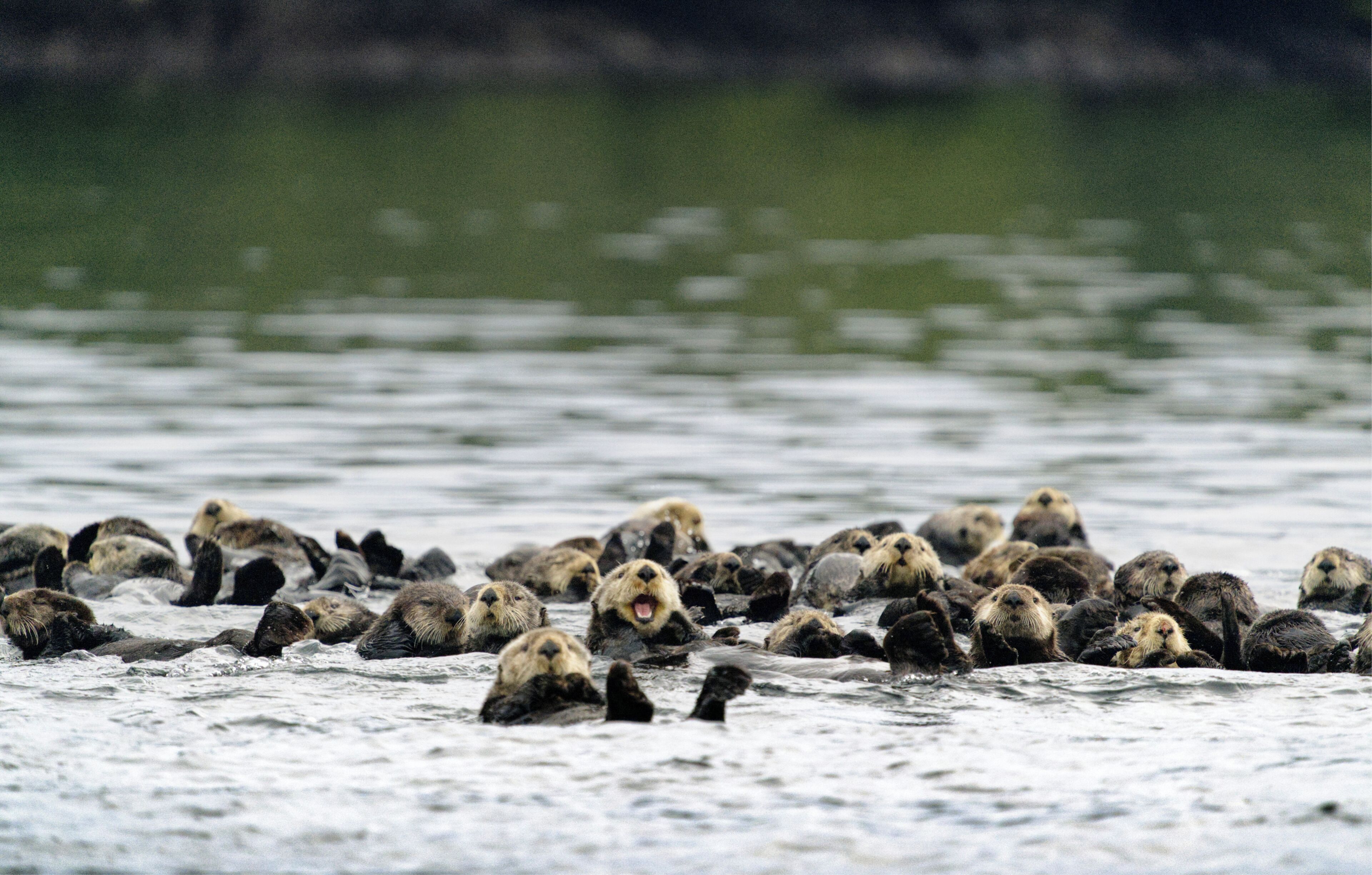 Eine Gruppe Otter ruht auf einer felsigen Oberfläche in Wassennähe.