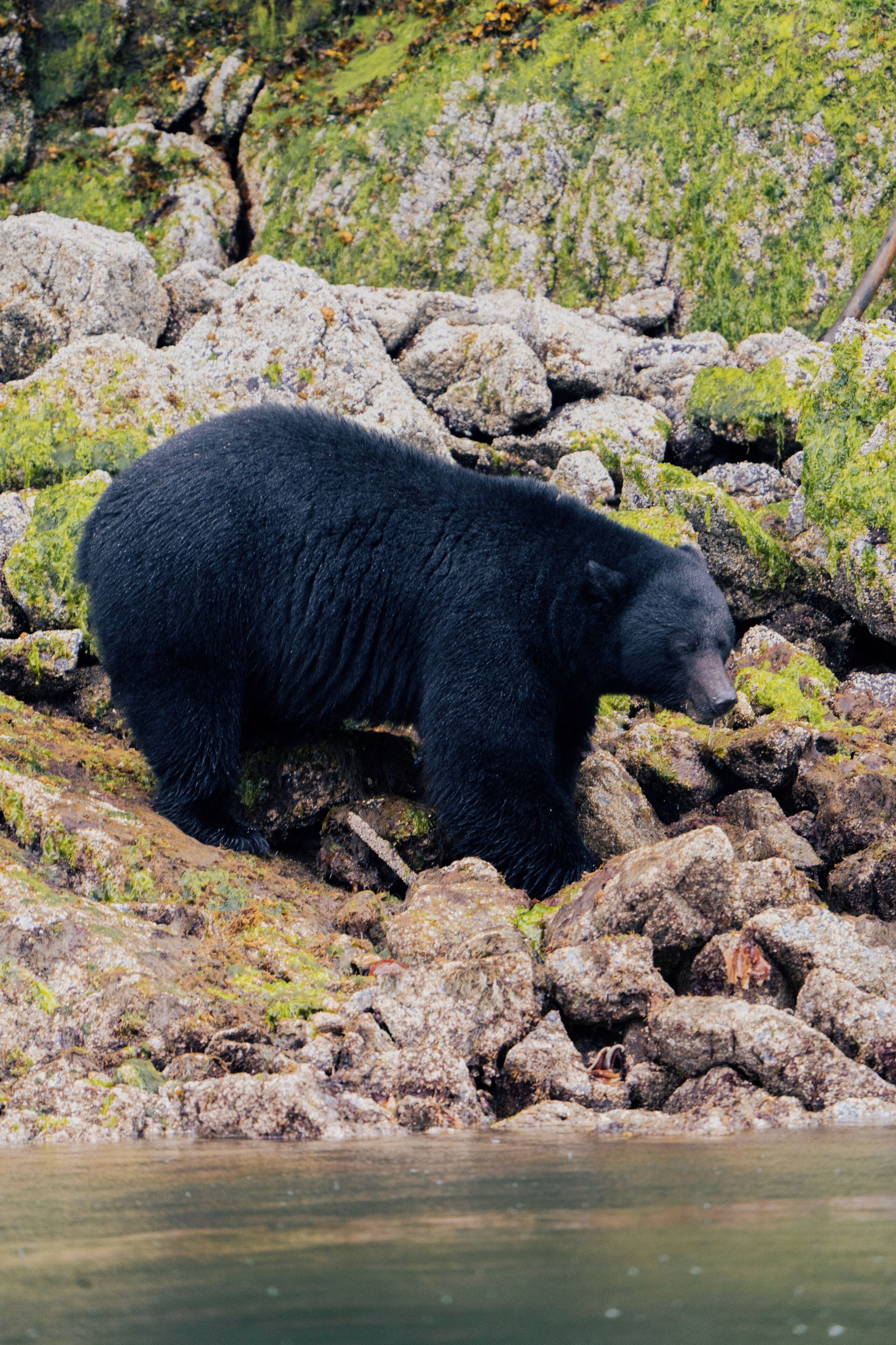 A black bear on rocky terrain near water.