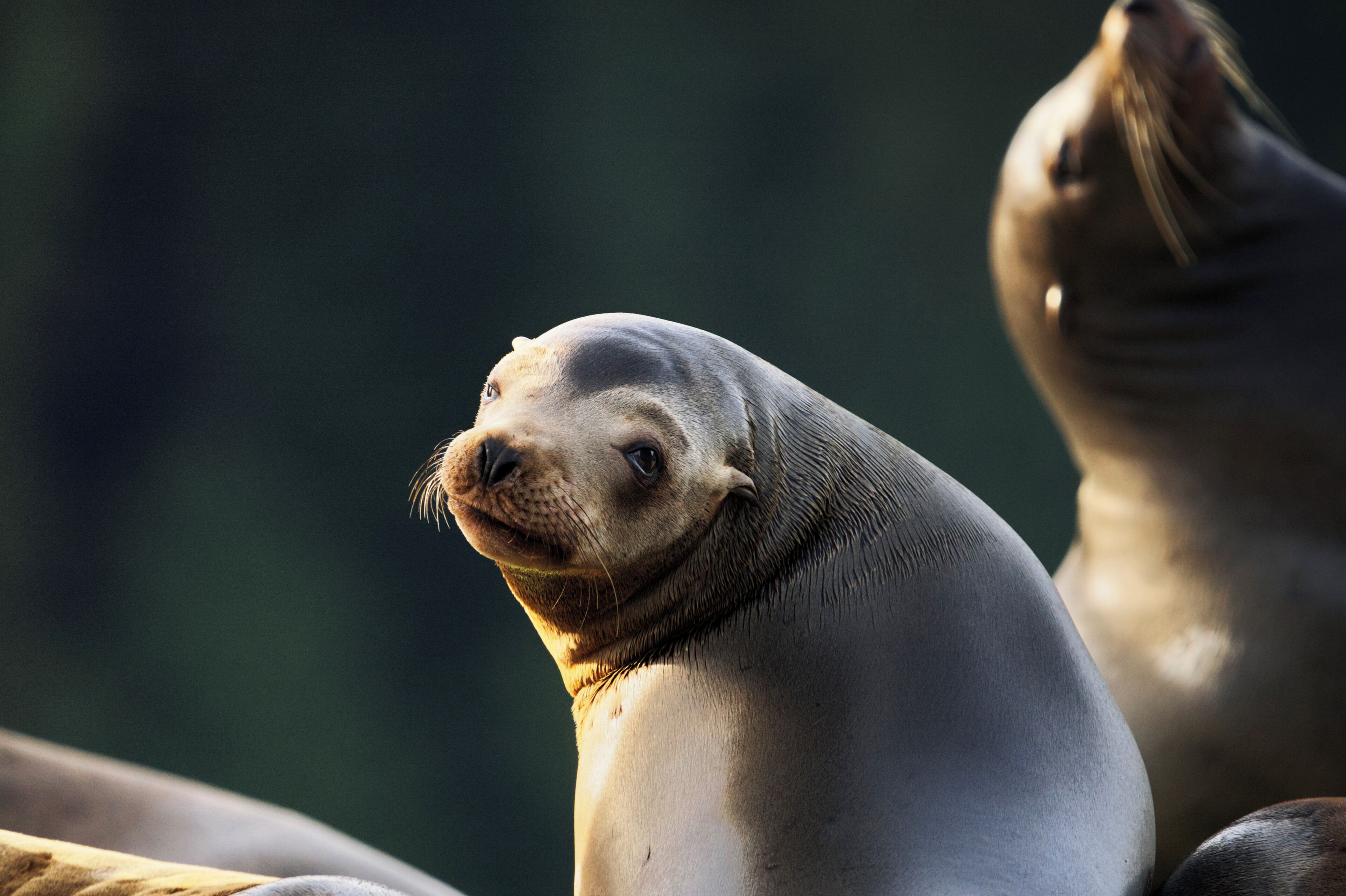 Una foca con pelaje gris y suave.