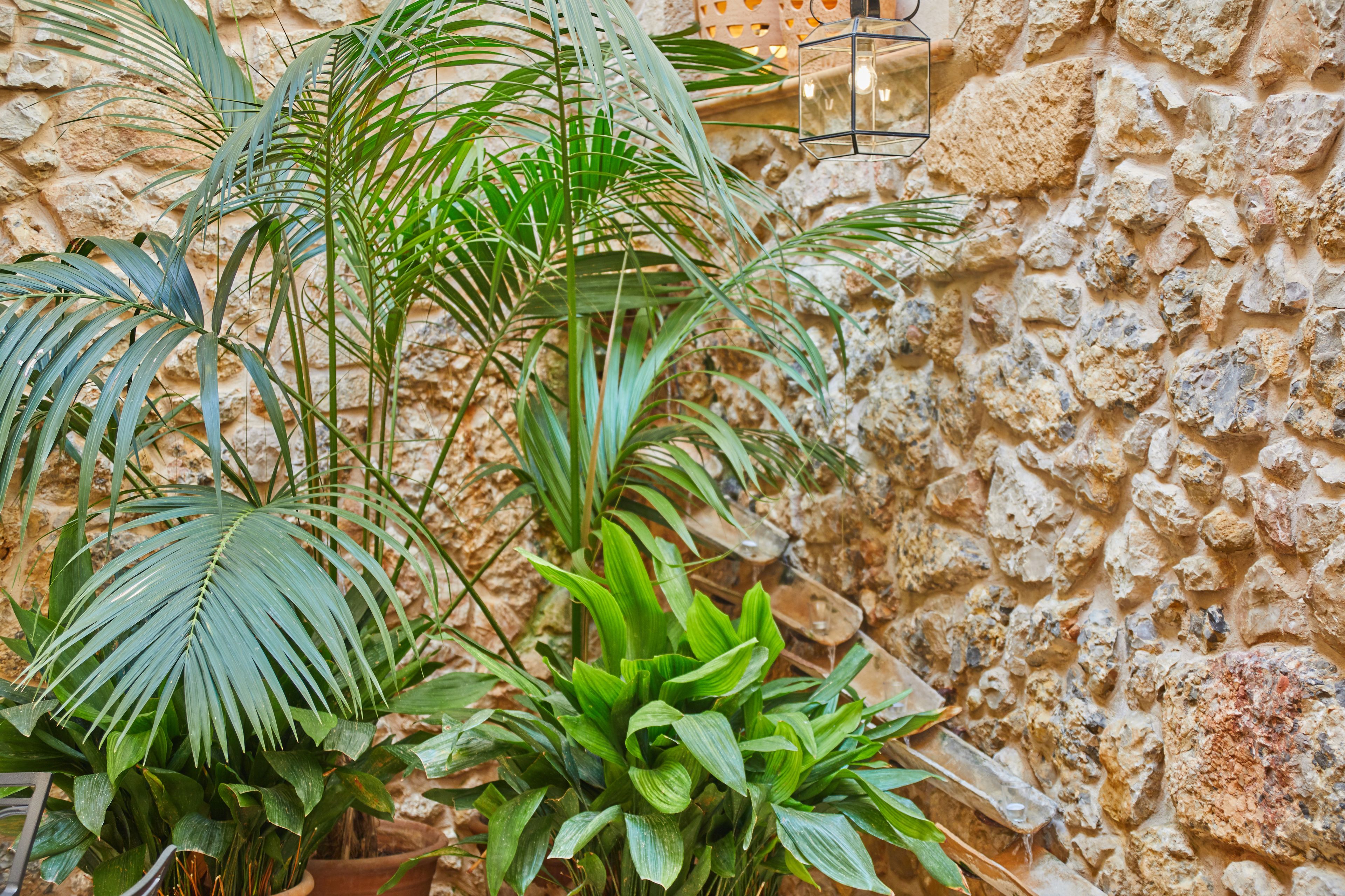 A potted plant with broad leaves in a stone-walled room.
