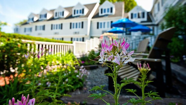 A garden with a flower in the foreground and a row of houses in the background. - The Inn At Scituate Harbor (Scituate)