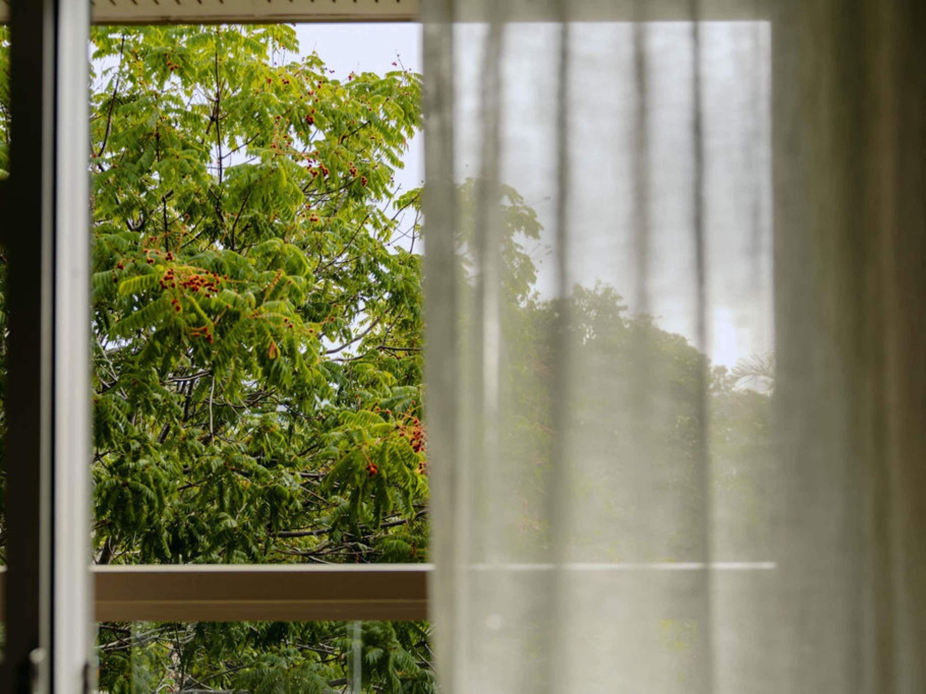Una ventana con vista a un árbol de hojas verdes y flores rojas.