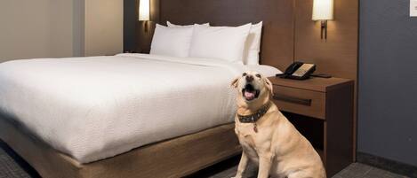 Habitación de hotel con una cama grande, una mesita de noche de madera con un teléfono y un perro sentado junto a la cama.