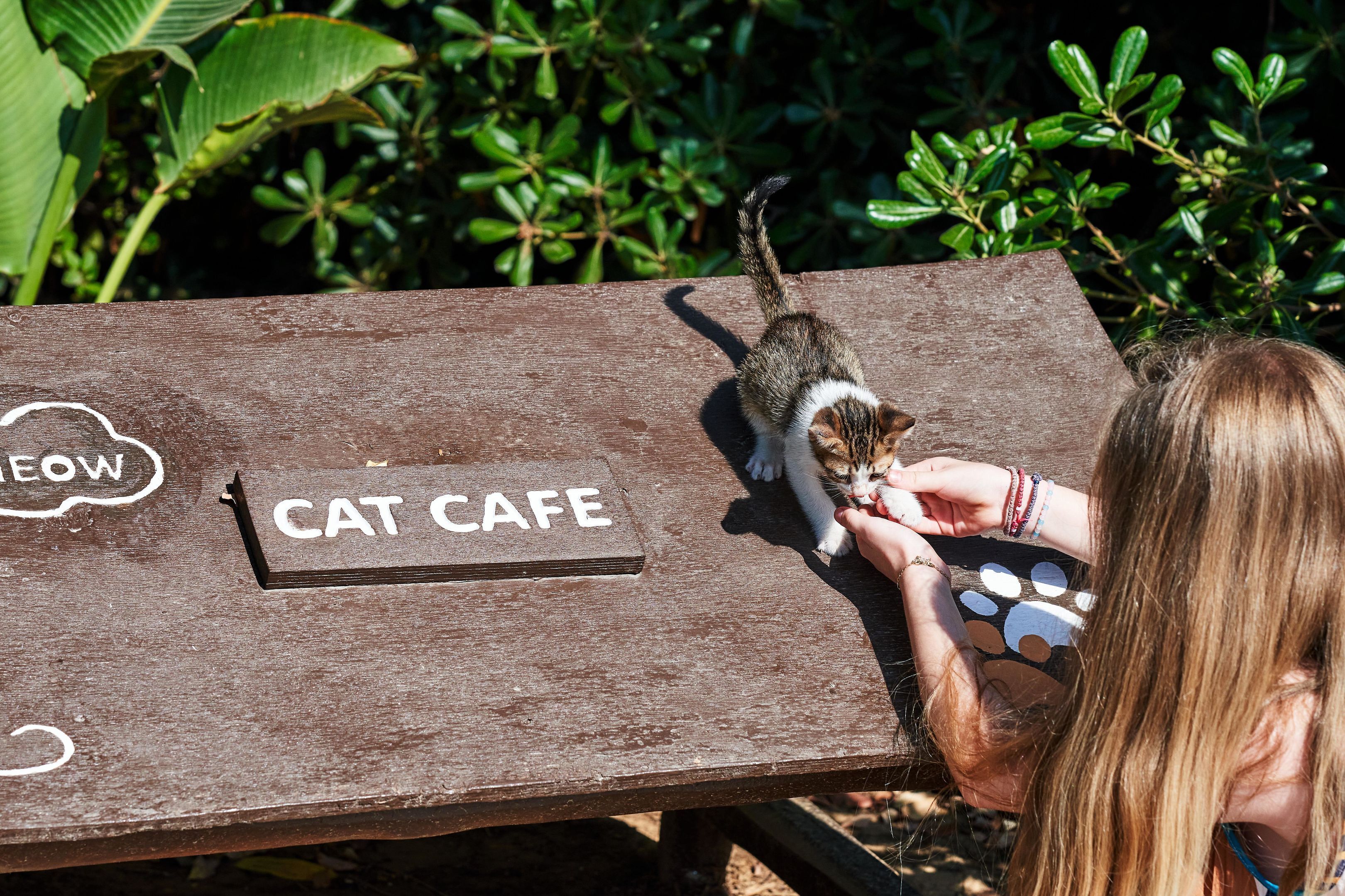 Foto - Agapi Beach Resort Premium All Inclusive