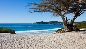 A sandy beach with a large tree in the foreground and a clear blue sea in the background. - Comfort Inn Monterey Peninsula Airport (Monterey)