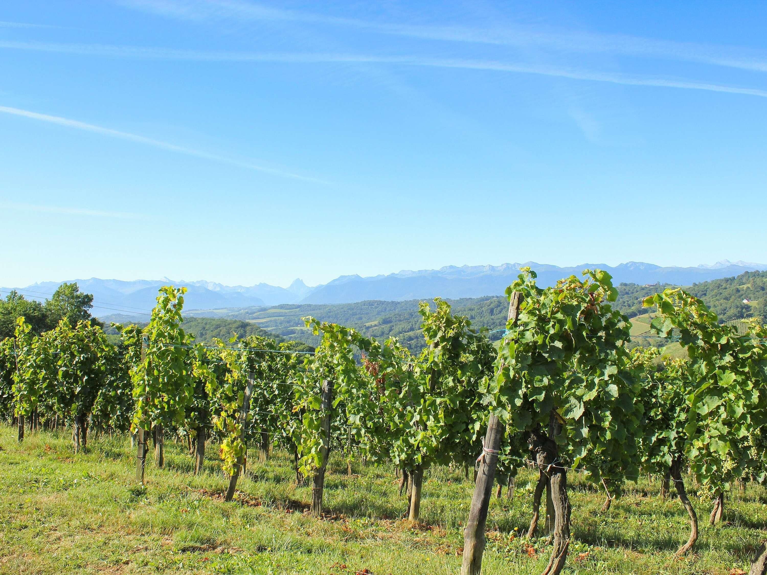 A vineyard with rows of grapevines and a mountainous backdrop.