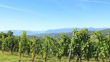 A vineyard with rows of grapevines and a mountainous backdrop.