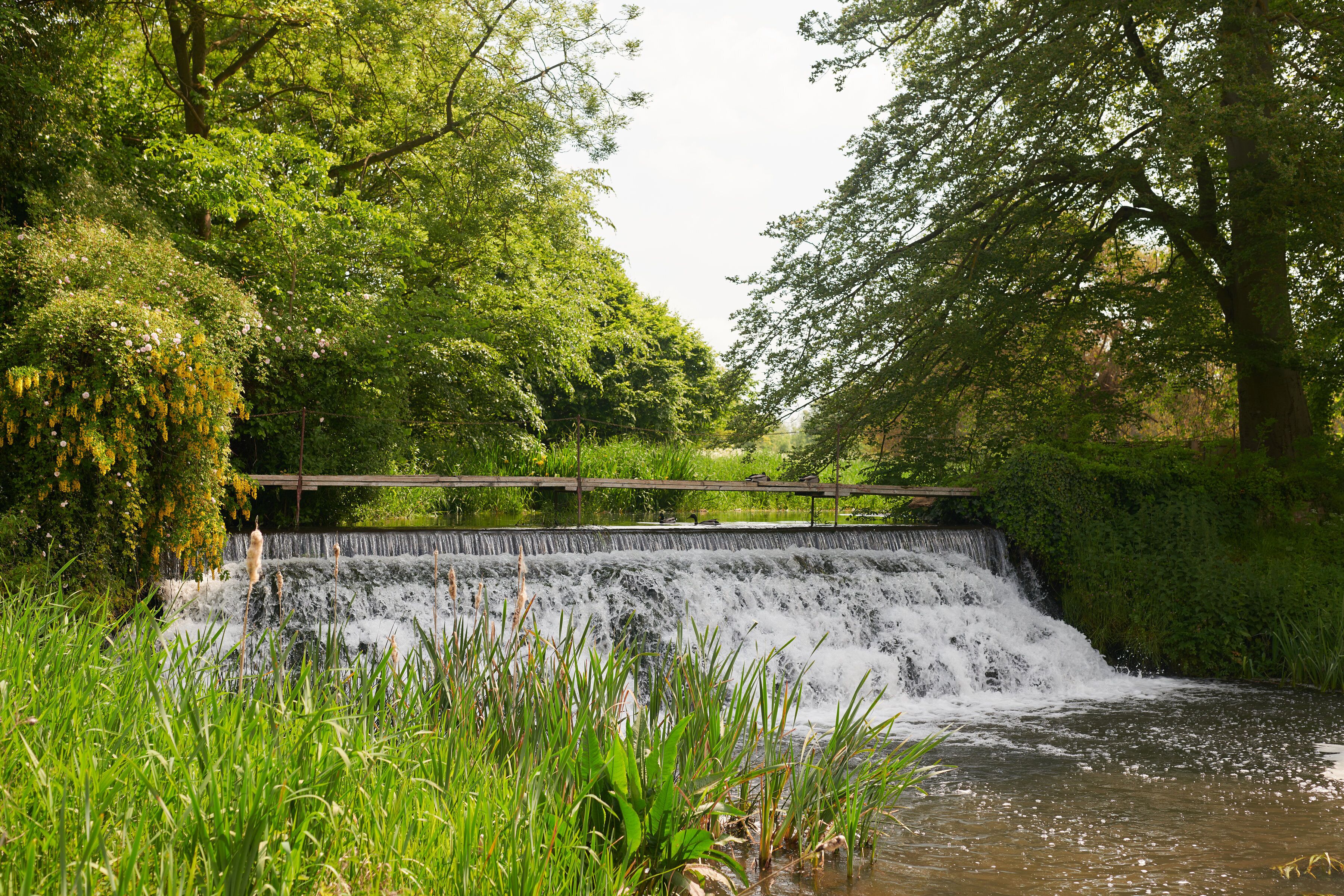 A small waterfall in a lush green area with dense foliage and a wooden bridge crossing over it.