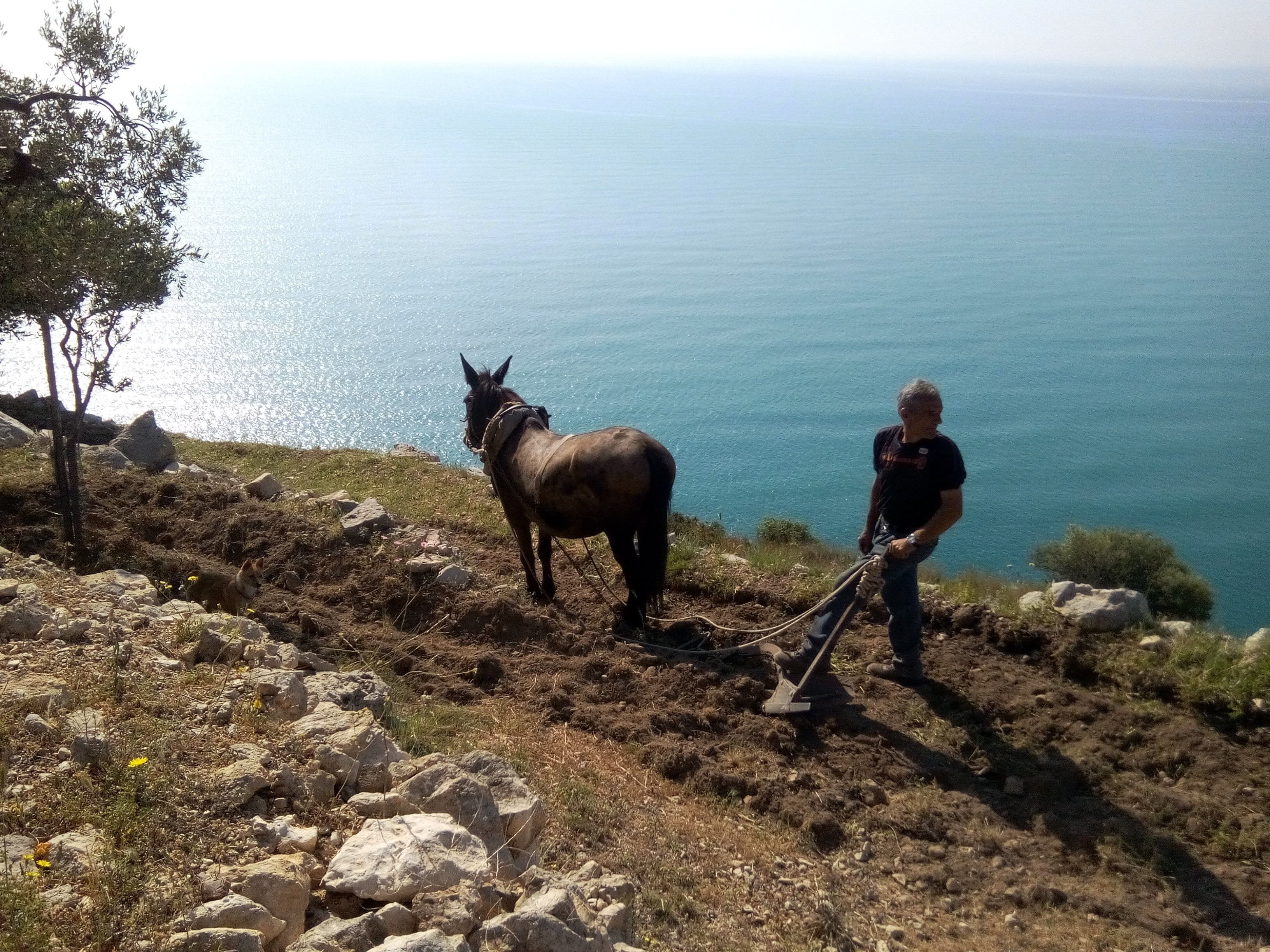 Foto - Regiohotel Manfredi