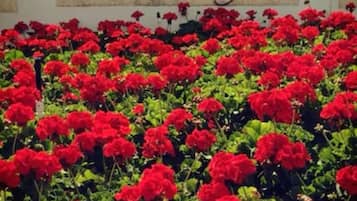 A sign for Casa Vele Resort's Beach Front Dining area, surrounded by vibrant red flowers.