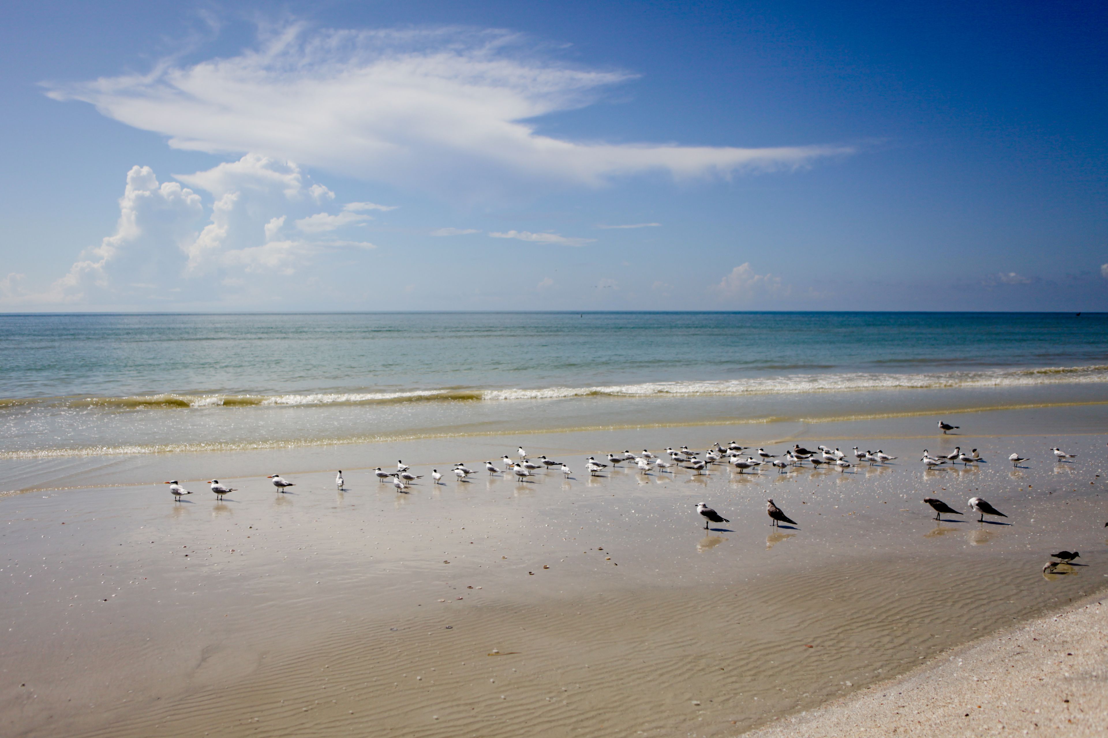 Une plage où l’on peut observer de nombreux oiseaux sur le sable, près de l’eau.