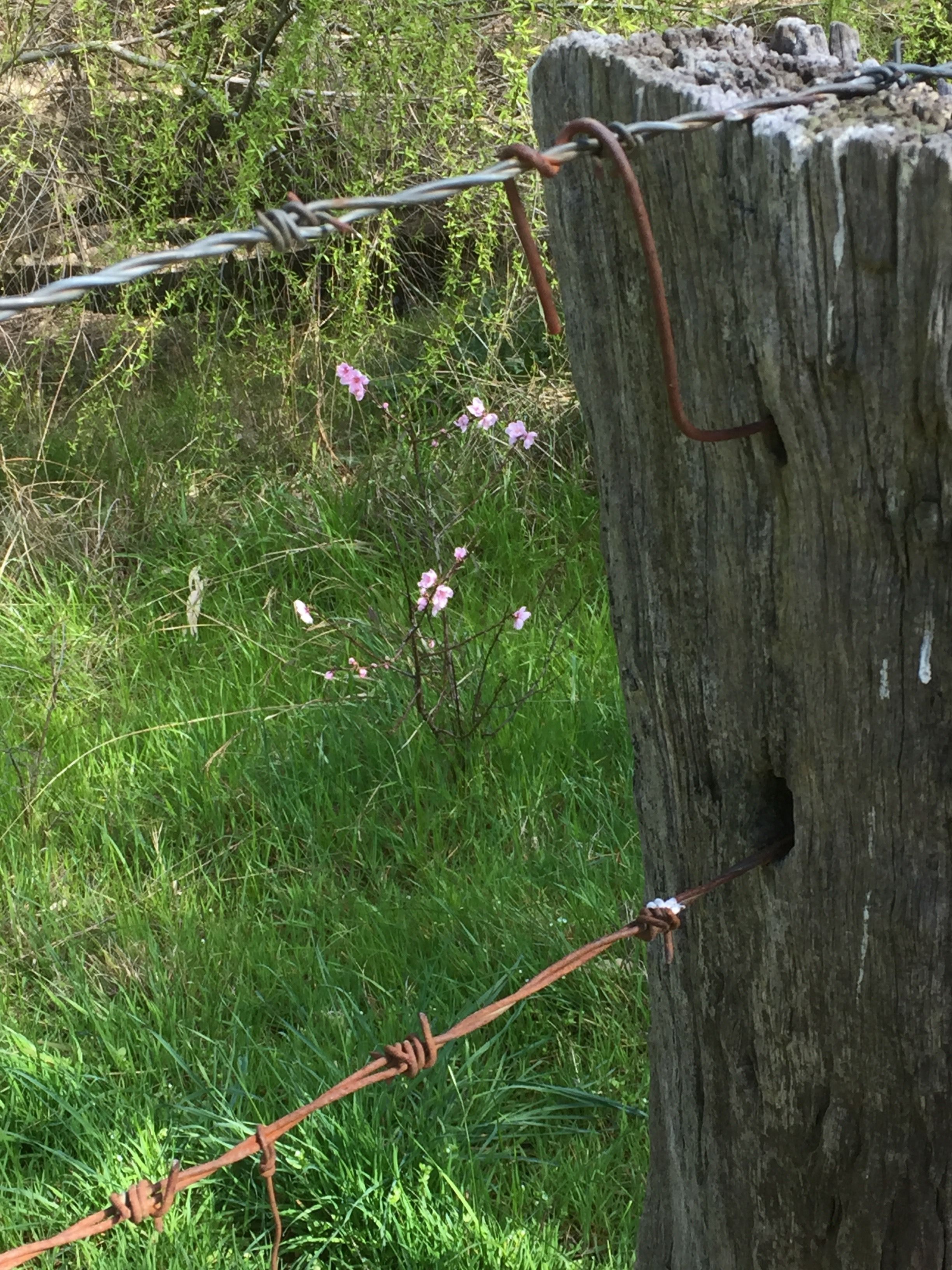 Un poteau en bois surmonté de fil barbelé, entouré d’herbe verte et de fleurs roses.