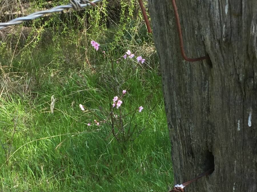 Un poteau en bois surmonté de fil barbelé, entouré d’herbe verte et de fleurs roses.