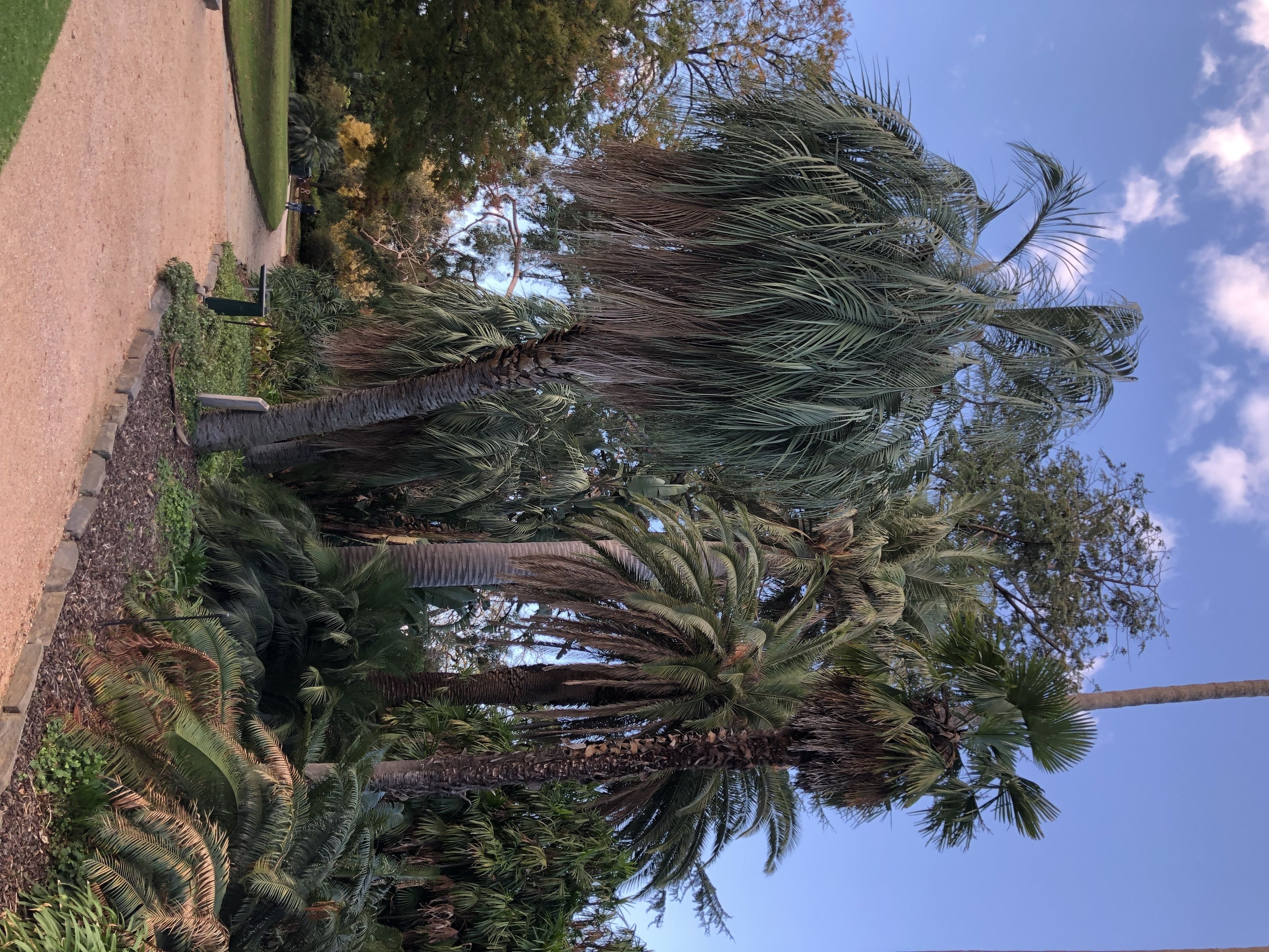 A pathway lined with palm trees and a clear sky.