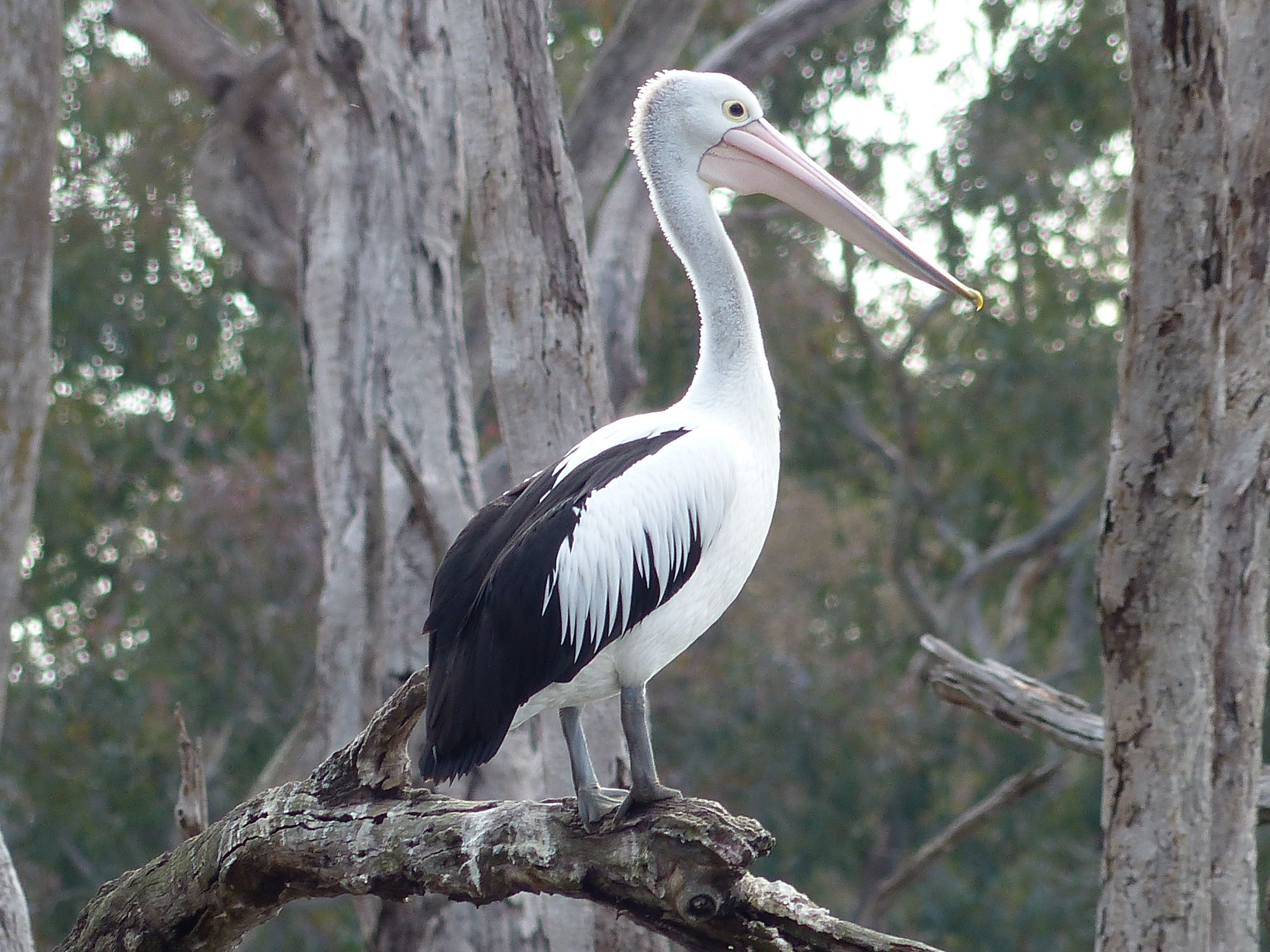 A large bird with a long beak perched on a tree branch.