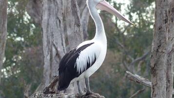 A large bird with a long beak perched on a tree branch.
