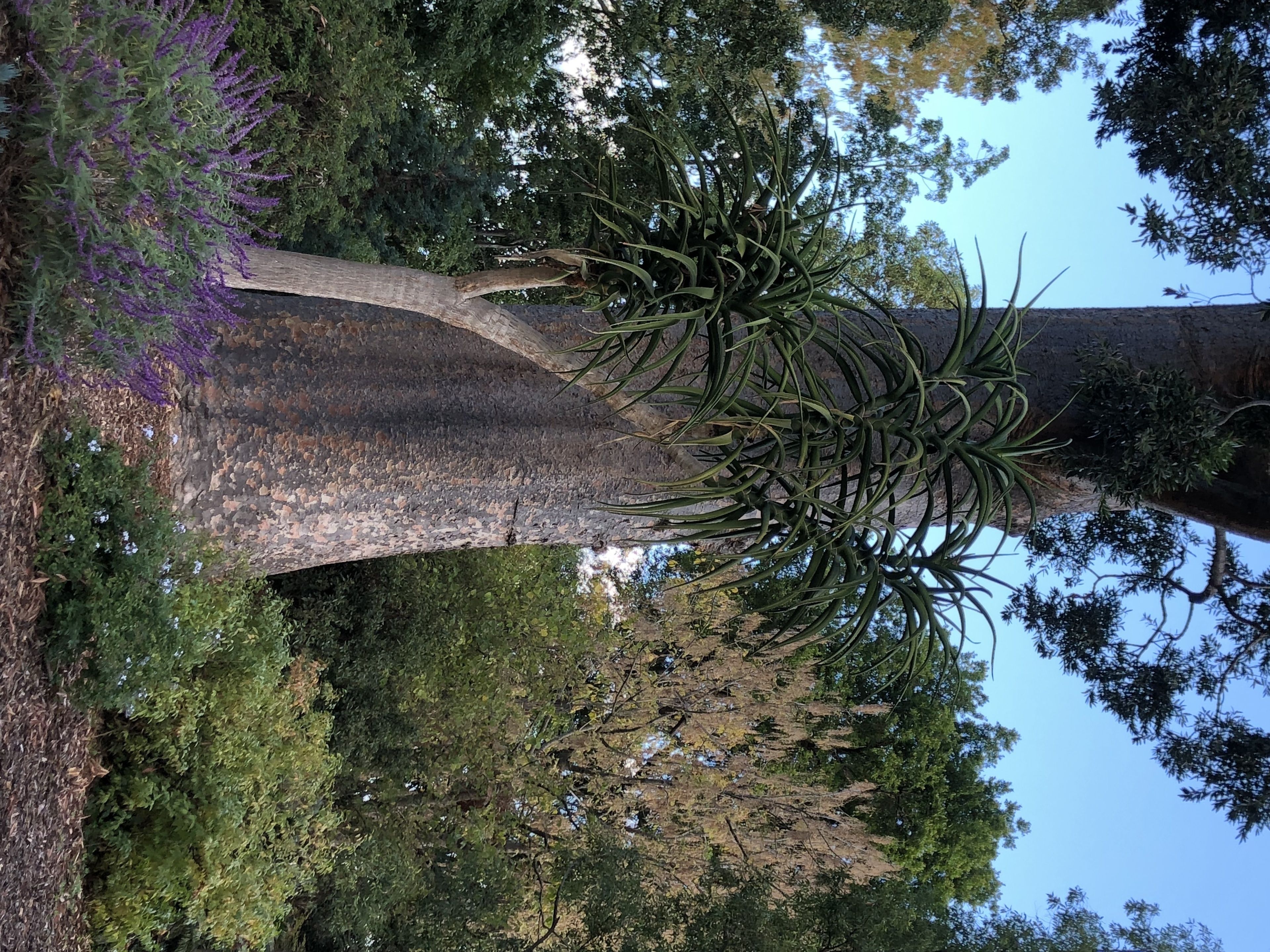 A tree with a curved trunk and dense foliage, surrounded by other trees and plants.