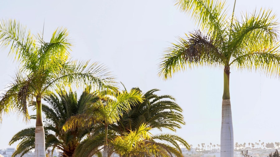 Aluasoul Costa Adeje