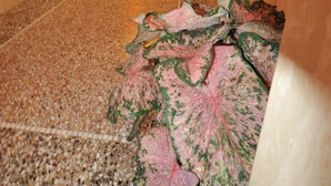 Un pasillo con alfombra estampada, una planta en maceta y una escultura en la pared.