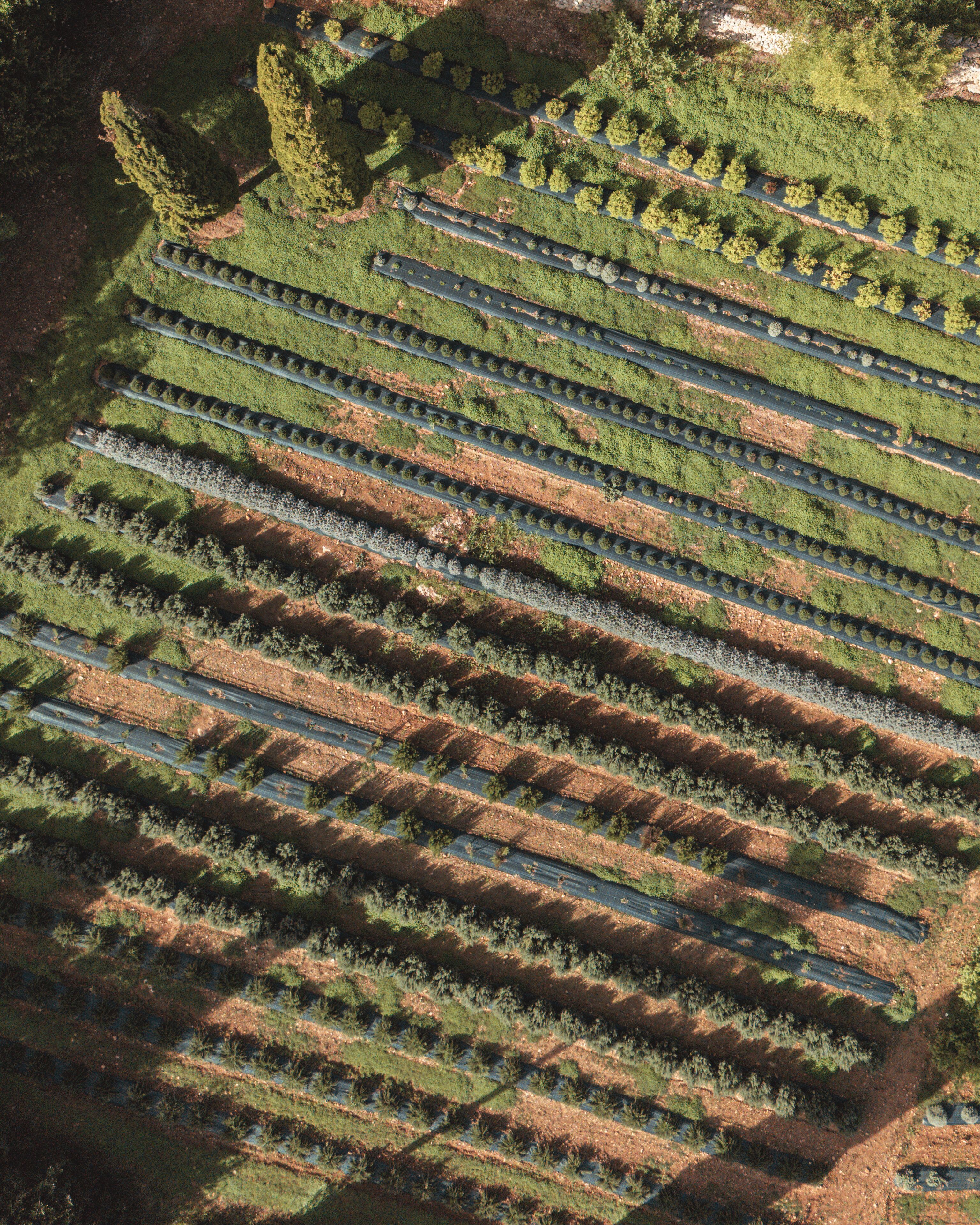 An aerial view of a neatly organized agricultural field with rows of crops.