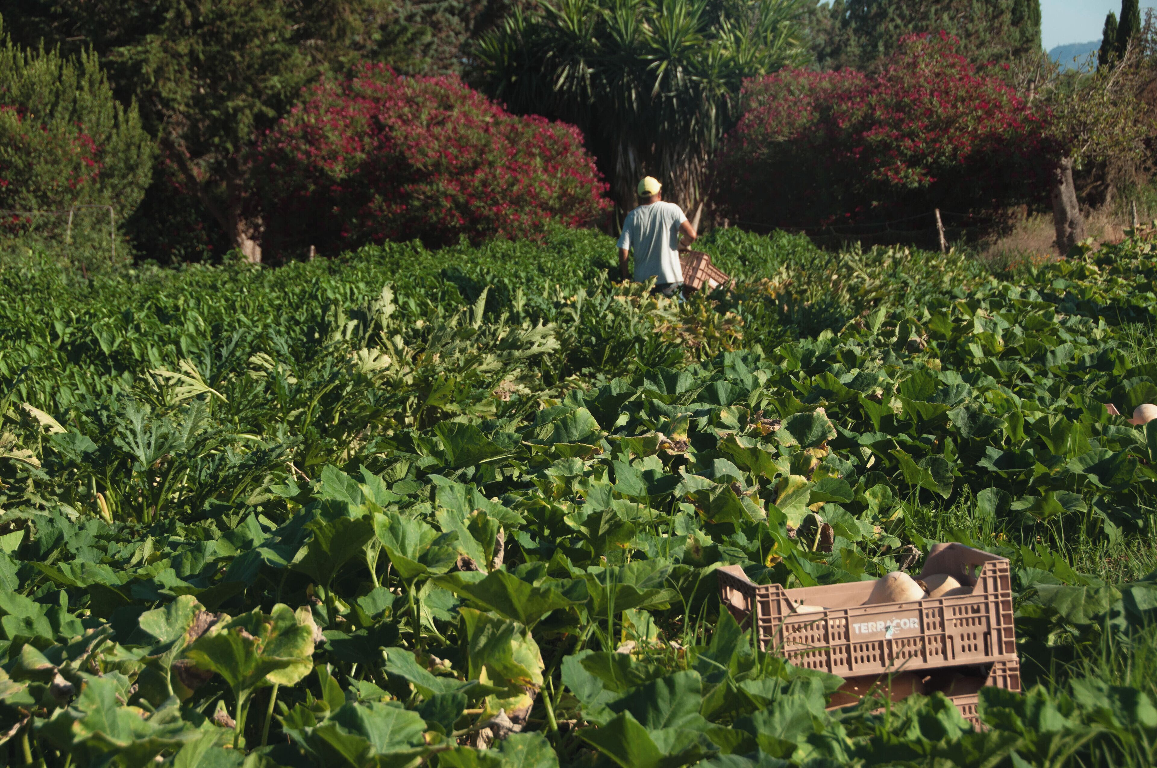 A person walking through a field of green plants with a crate in the foreground.