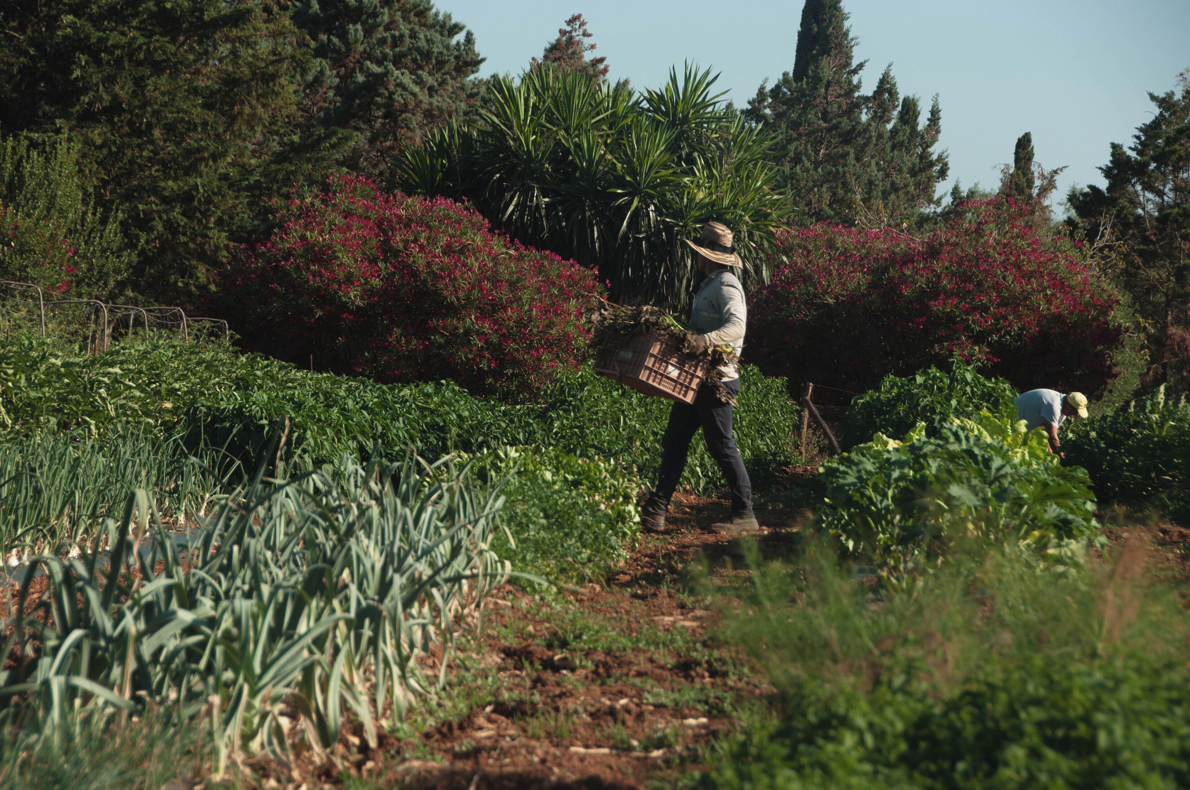 Una persona caminando por un jardín con diversas plantas y árboles.