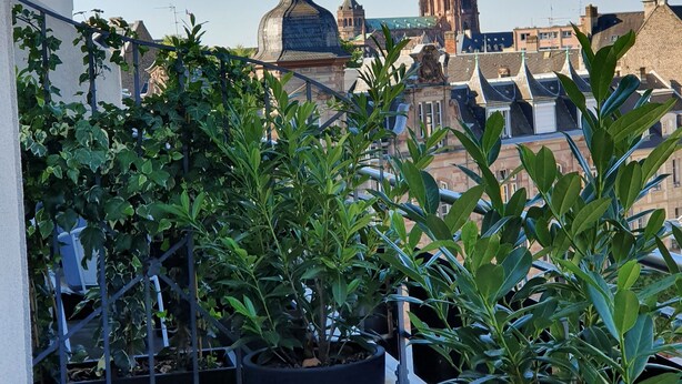 A balcony with potted plants, a clear view of a historic church with a tall spire, and surrounding residential buildings. - Maison Lutetia R (Strasbourg)