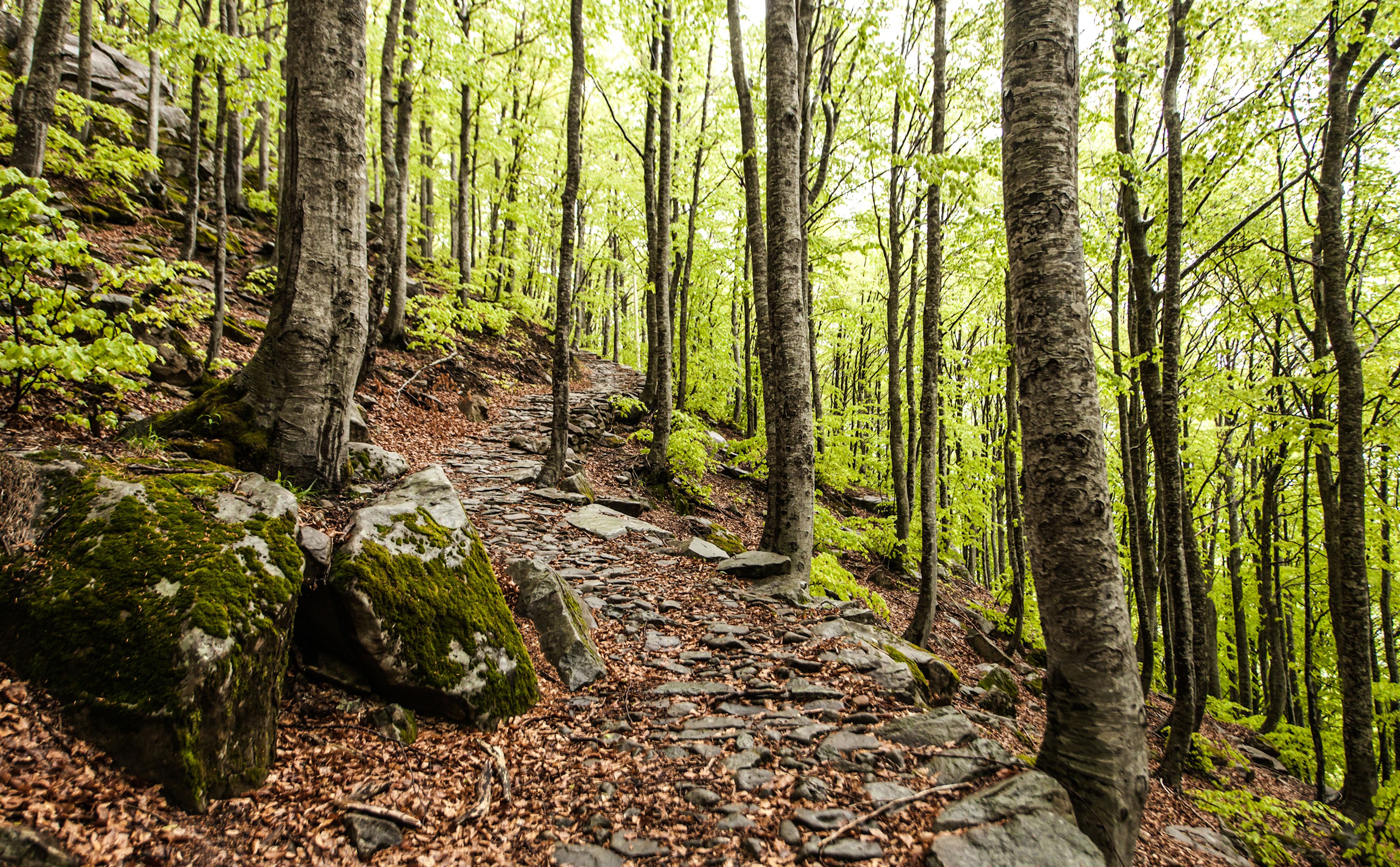 A forested hiking trail with moss-covered rocks and dense trees.