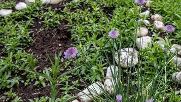 A garden with purple flowers and green foliage, surrounded by rocks.