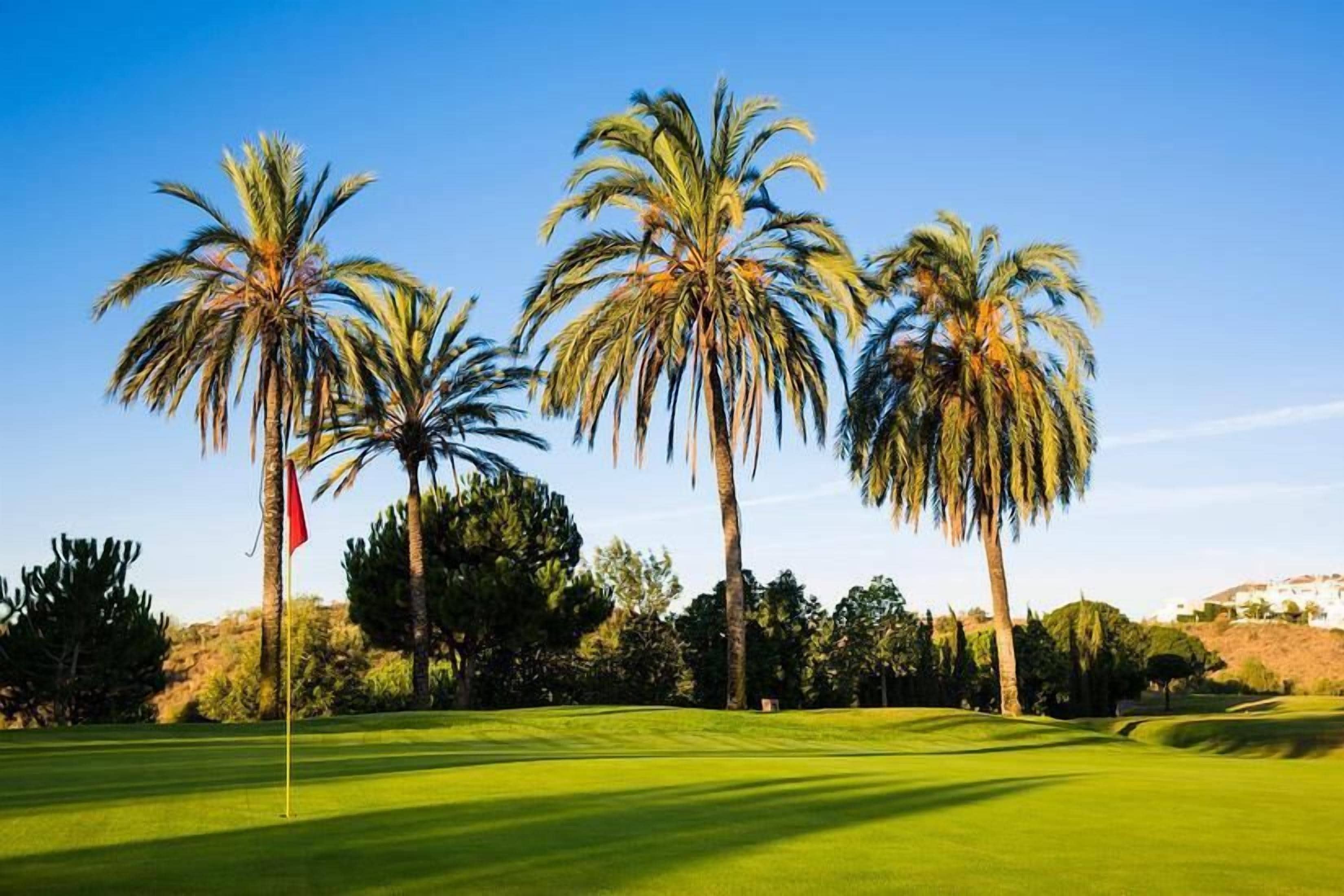 A golf course with three palm trees and a flag.
