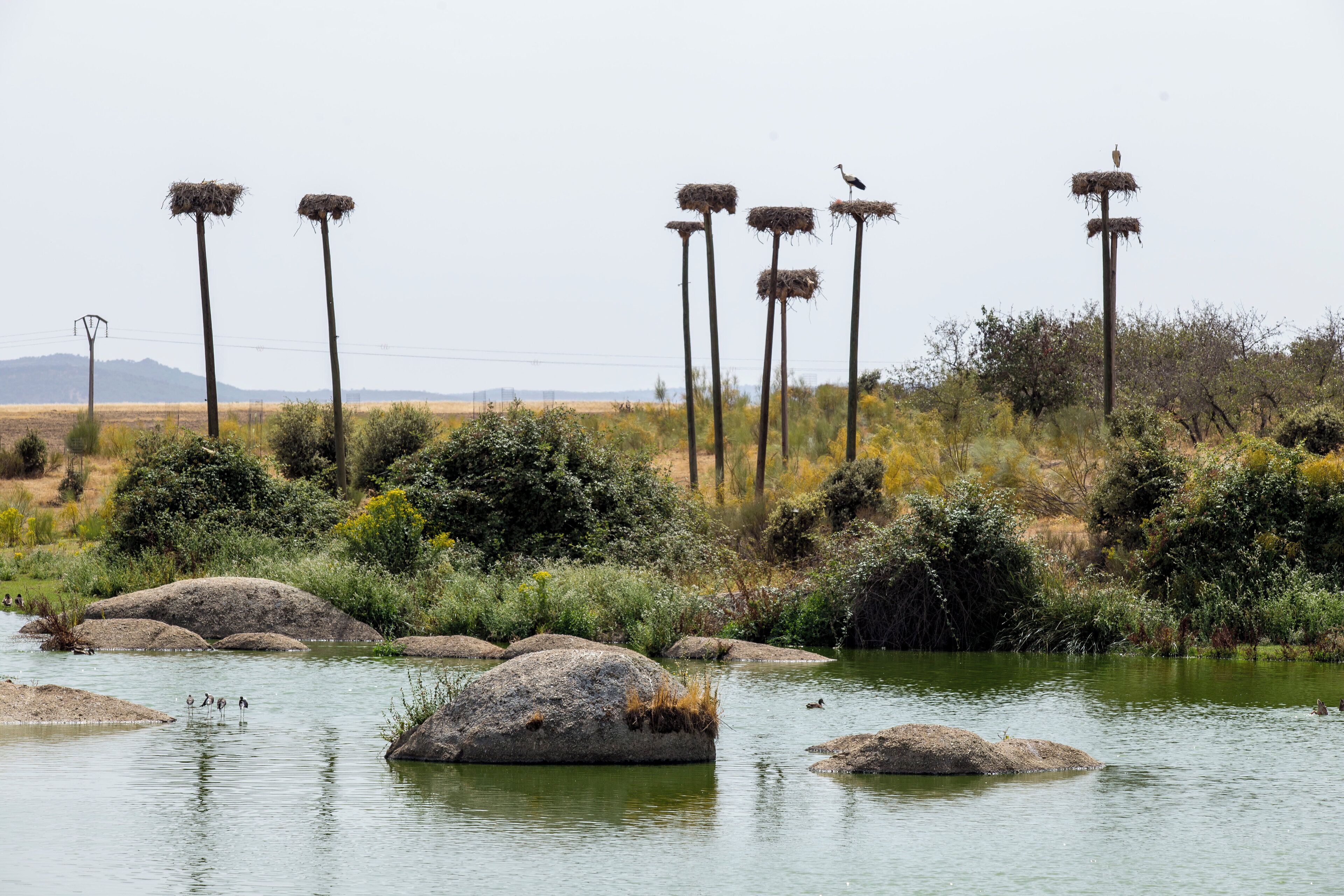 A natural landscape with a river, rocks, and bird nests on tall poles.