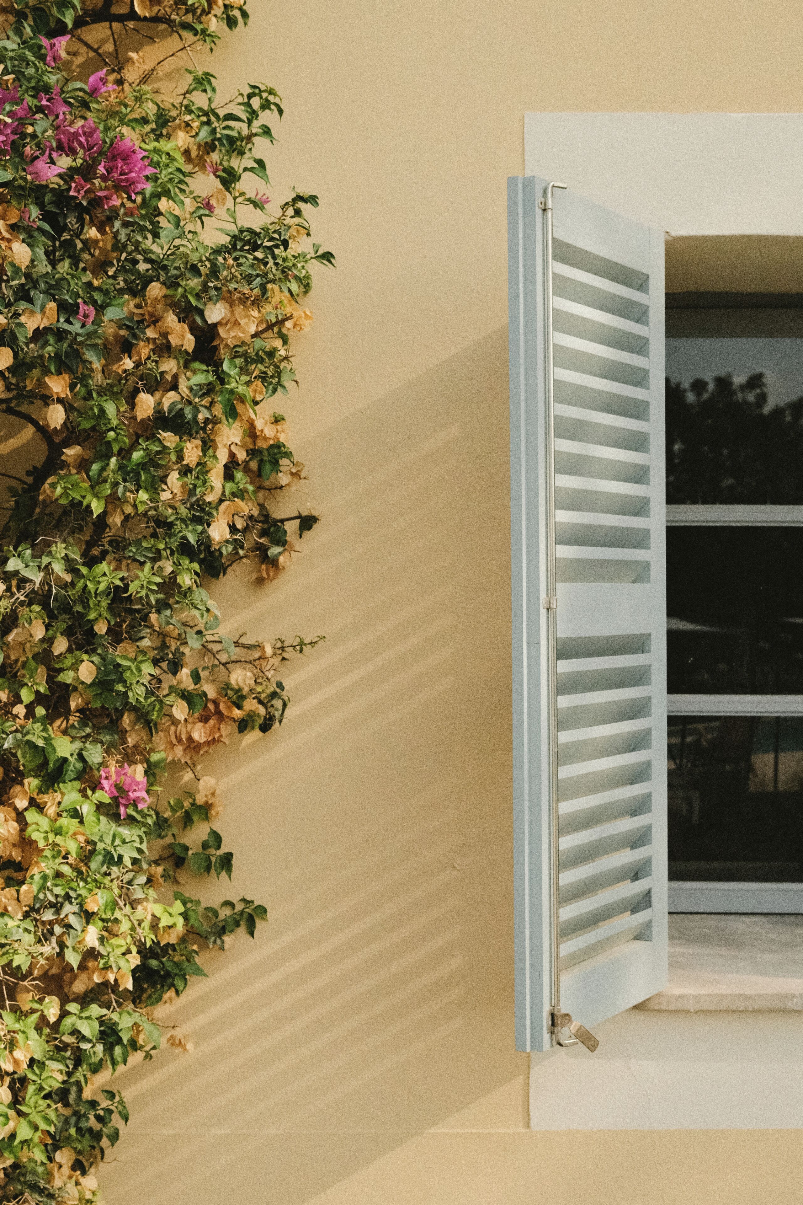 A window with white shutters, a beige wall, and a vine with green leaves and pink flowers.