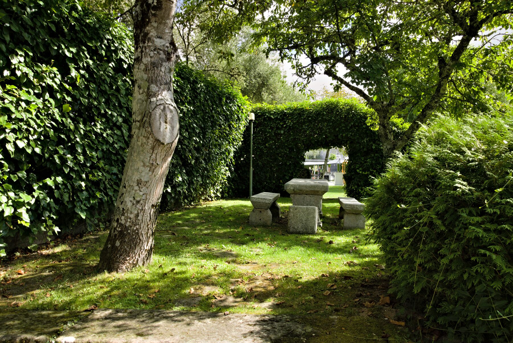 A garden with a stone bench, a tree, and a hedge.