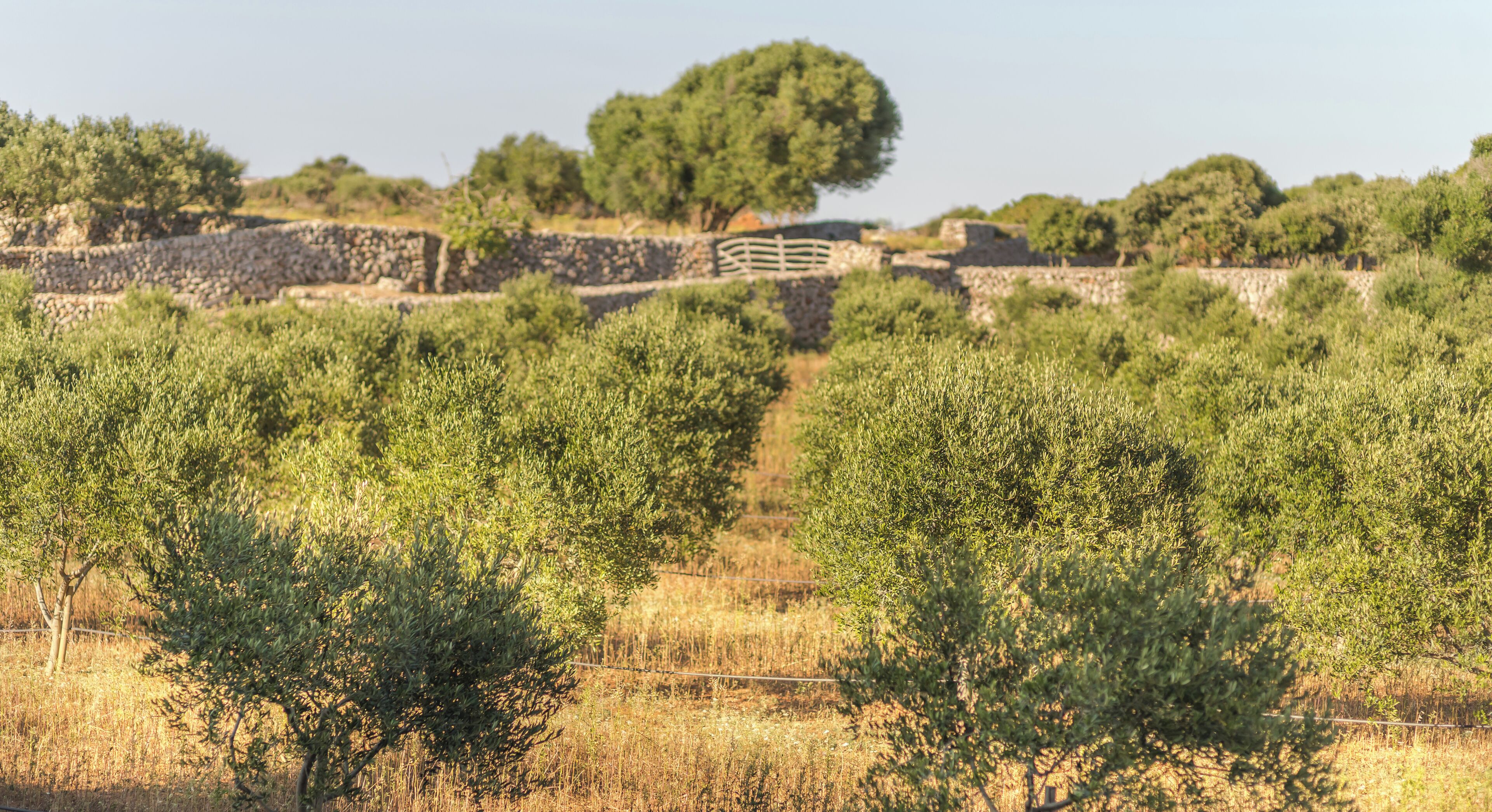 Ein Weinberg mit Olivenbäumen und Steinmauern im Hintergrund.
