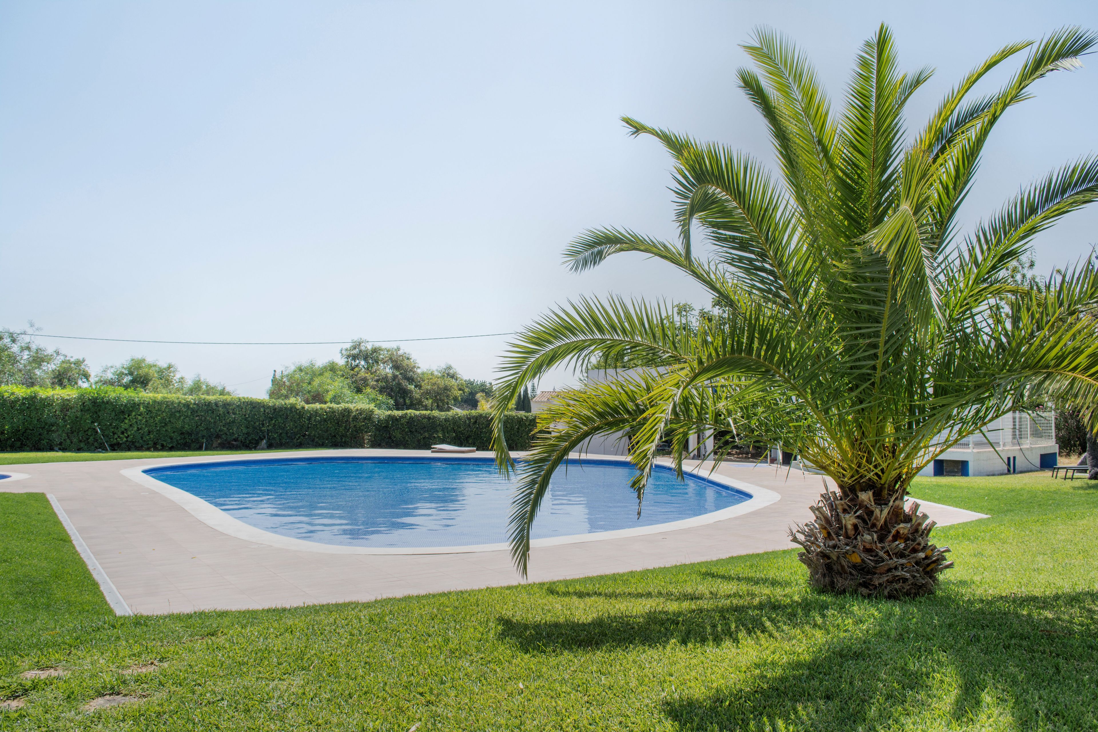 Ein Swimmingpool mit einer Palme, umgeben von einer gepflegten Rasenfläche und einem Heckenstreifen.