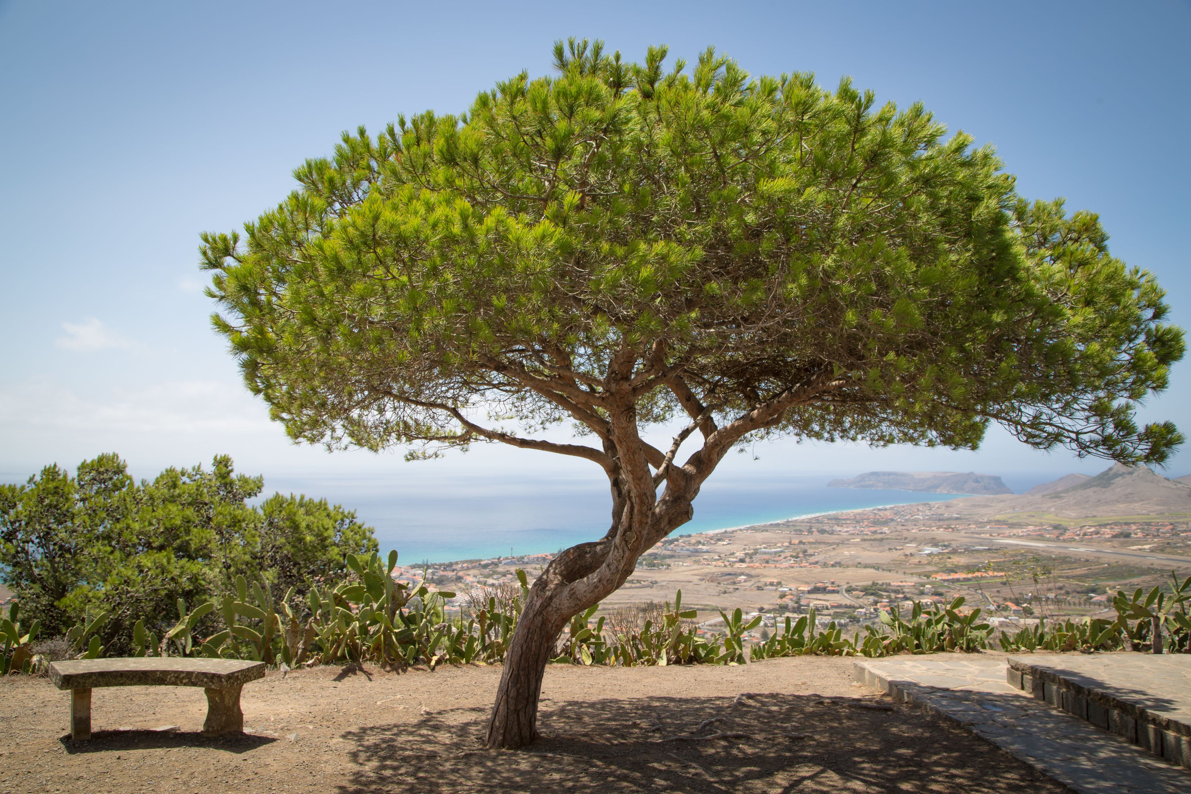 A tree with a bench in a landscaped area with a view of a coastal landscape.