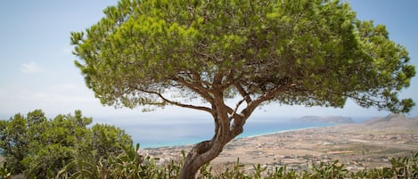 A tree with a bench in a landscaped area with a view of a coastal landscape.