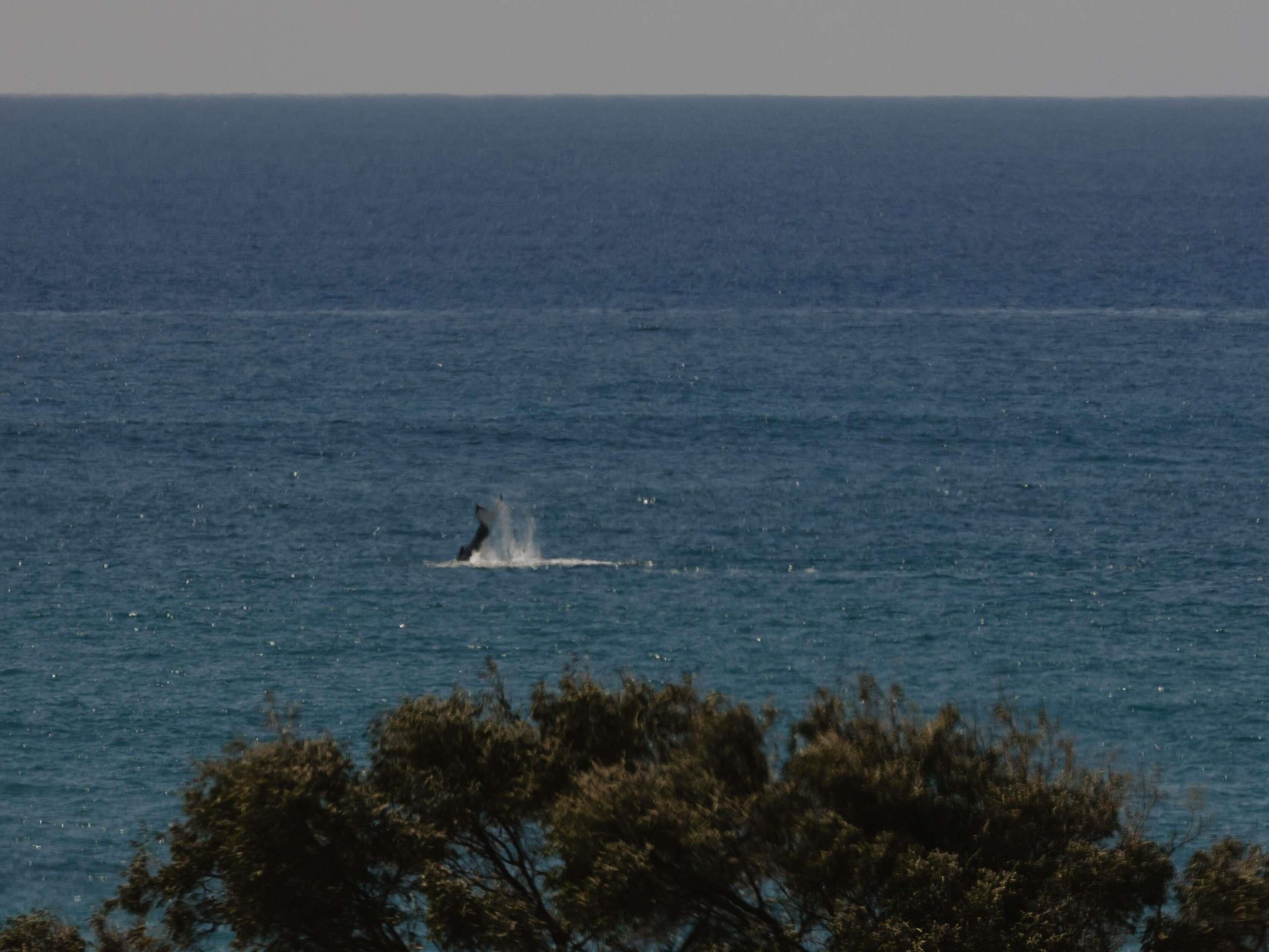 Une vue sur la mer, avec des éclaboussures d’eau, des arbres au premier plan et un horizon dégagé.